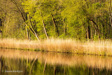 Amsterdamse bos