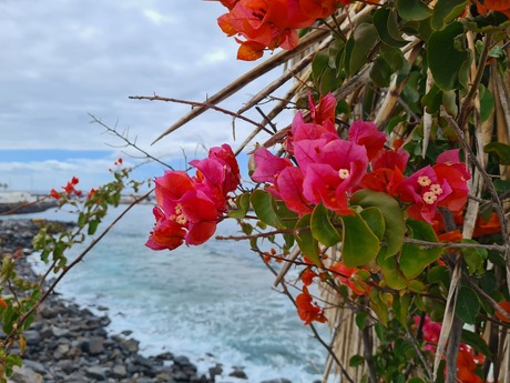 Tenerife, Costa Adeje 💙