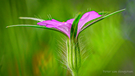 In het veld