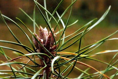 Pinus Nigra (Zwarte Den)