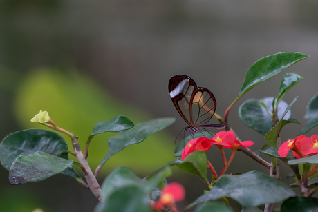 Vlinders in natuur