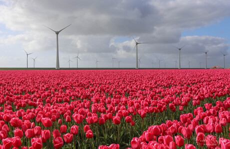 Tulpenvelden in bloei