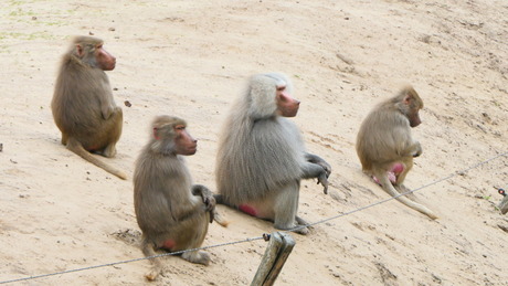 Verwachtingsvol kijken