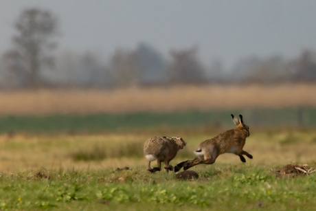 Rammelende Hazen