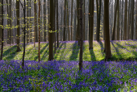 Hallerbos2