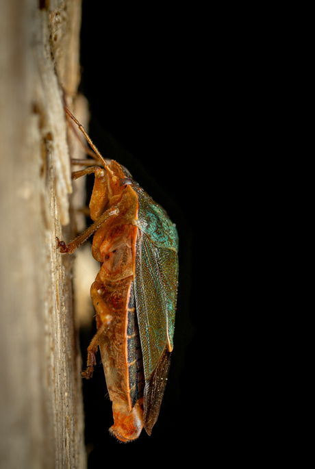 Groene schildwants / Polomena prasina.
