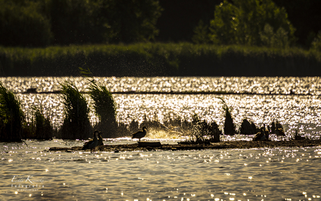 Watergevecht!