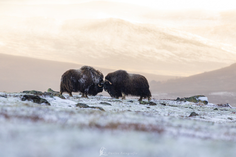 Muskusossen die onderling positie bepalen.