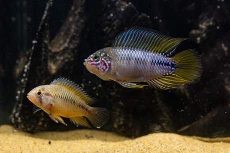 Vissenpaar Borelli Opal