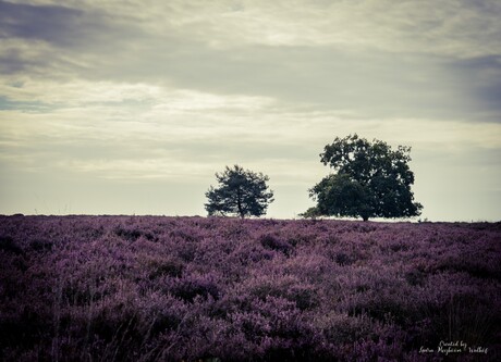 Heide in Bloei