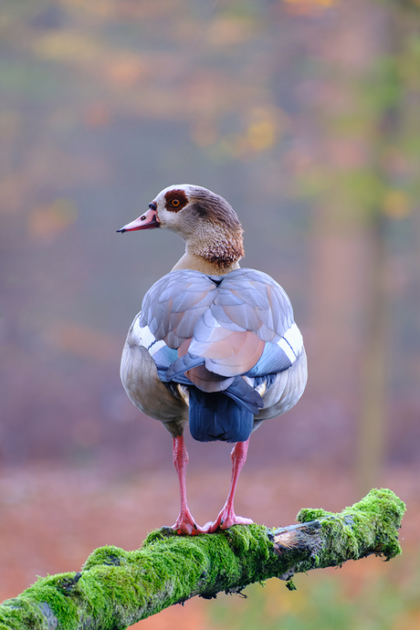 De trotse nijlgans