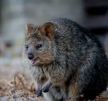 Quokka