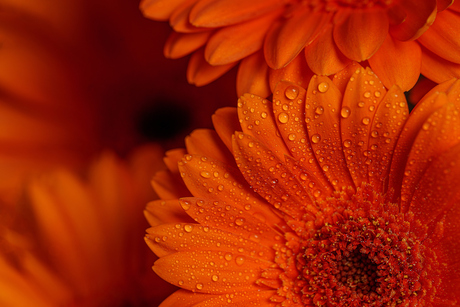 De Stralende Schoonheid van de Gerbera: Kleurrijke Vreugde in Bloei