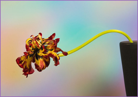 de regen....................................