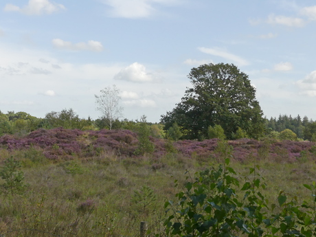 Bakkeveen