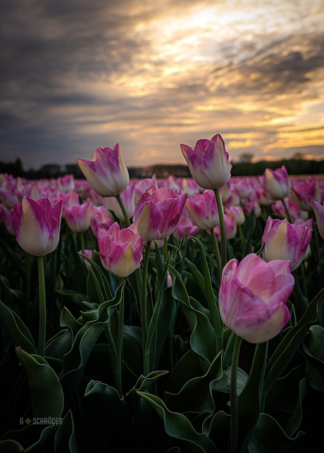 Tulpen