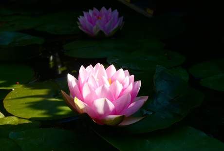 Waterlelie in de avondzon