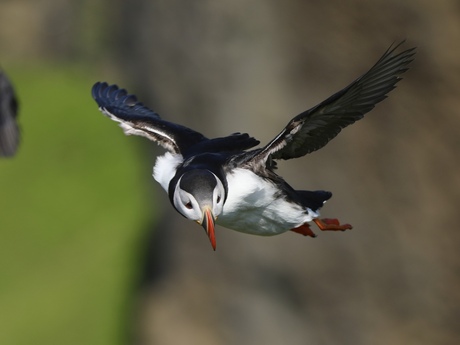 Puffin