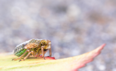 Nimf - Deze foto heb ik genomen in mijn achtertuin  - foto door MarkEvers op 27-03-2024 - locatie: De Toe-Akker, Waalre, Nederland - deze foto bevat: insect, natuur, blad, macro, canon, canon eos 5d mark iii, laowa 100mm f2.8 ca-dreamer macro 2x, iso 100, diafragma ƒ/13, sluitertijd 1/200s, brandpuntafstand 100mm, geleedpotige, insect, plaag, ongewerveld, parasiet, membraangevleugeld insect, landdier, drosophila, tientallen, macrofotografie