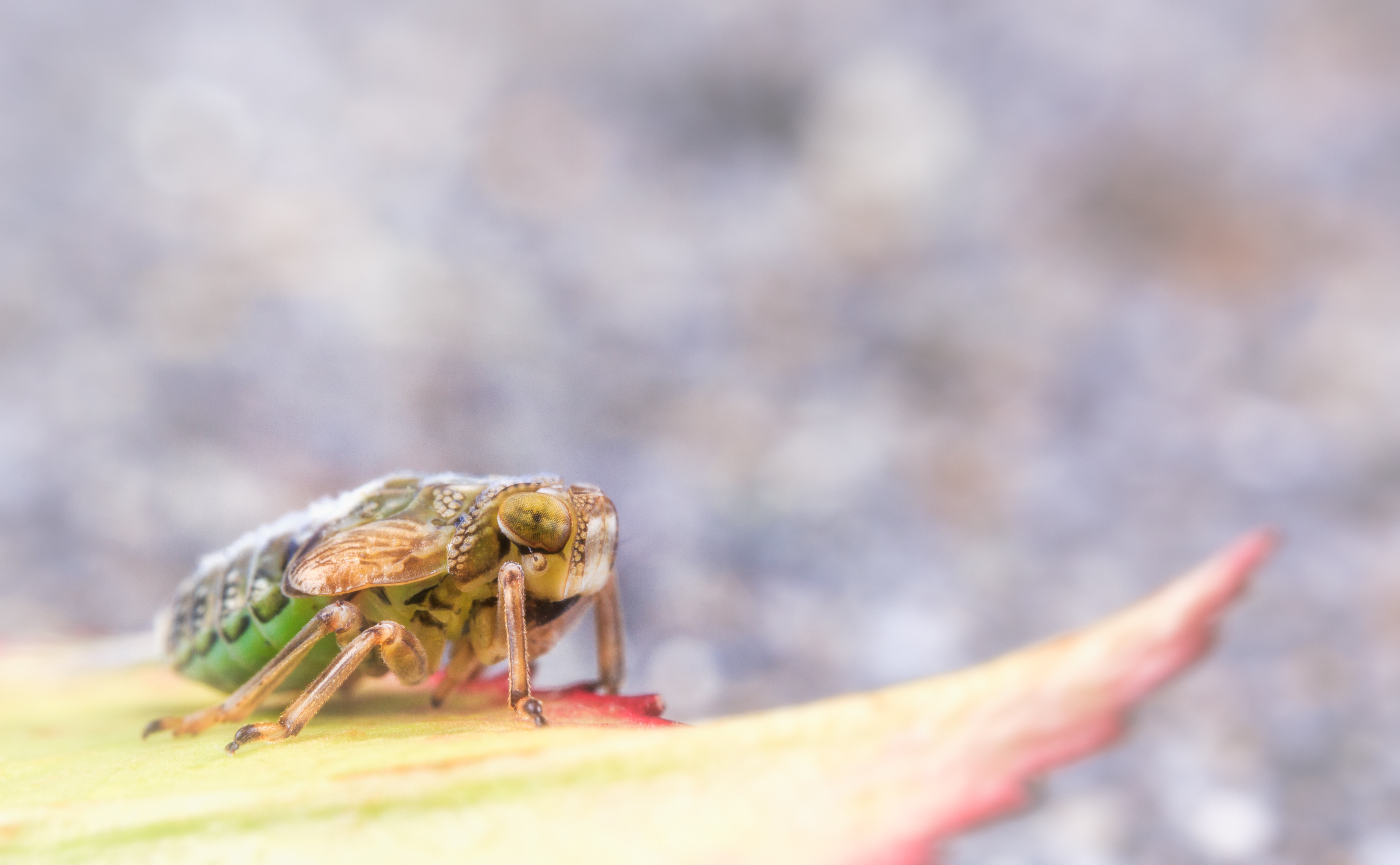 Nimf - Deze foto heb ik genomen in mijn achtertuin  - foto door MarkEvers op 27-03-2024 - locatie: De Toe-Akker, Waalre, Nederland - deze foto bevat: insect, natuur, blad, macro, canon, canon eos 5d mark iii, laowa 100mm f2.8 ca-dreamer macro 2x, iso 100, diafragma ƒ/13, sluitertijd 1/200s, brandpuntafstand 100mm, geleedpotige, insect, plaag, ongewerveld, parasiet, membraangevleugeld insect, landdier, drosophila, tientallen, macrofotografie
