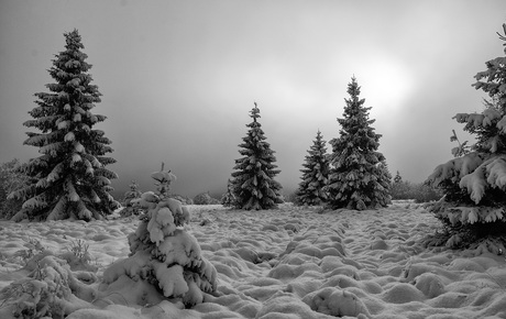 Winter in Hoge Venen