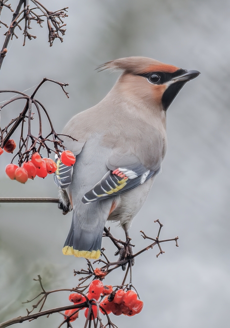 Pestvogel tussen de besjes