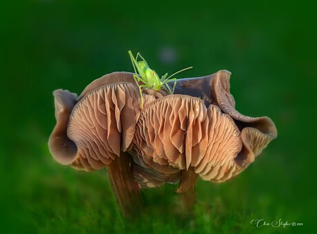 Sprinkhaan op paddenstoel