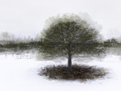 Winterboom