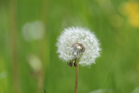 Make a wish