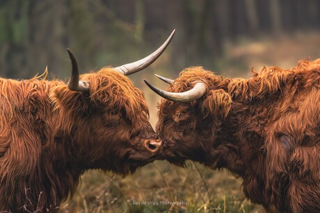 schotse hooglanders