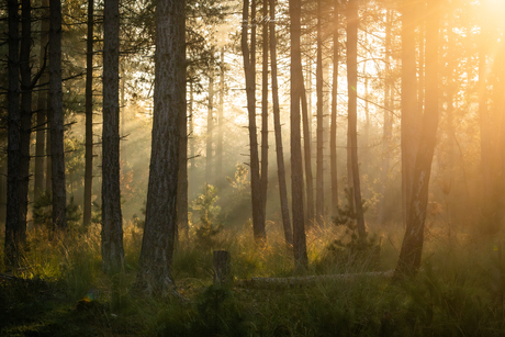 Licht in het bos