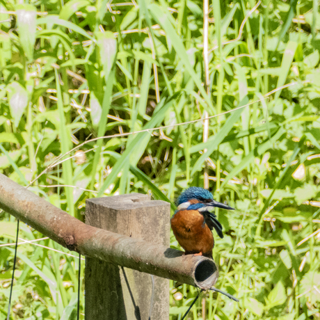 IJsvogel (mannetje)
