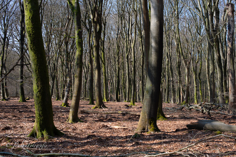 Door de bomen het bos.......
