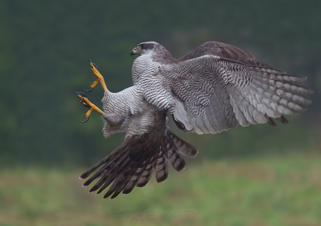 Ready for landing.