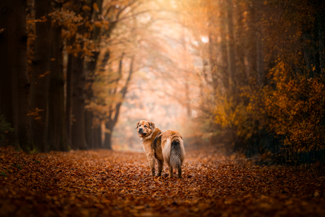 The Essence of Autumn