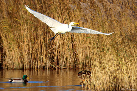 grote zilverreiger