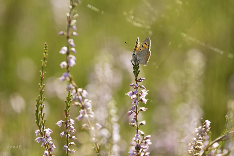 Zomer op de heide