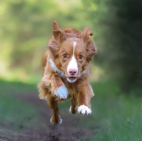 Jumpingdoggy