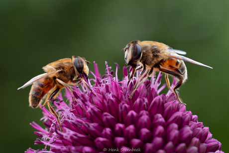 Samen eten