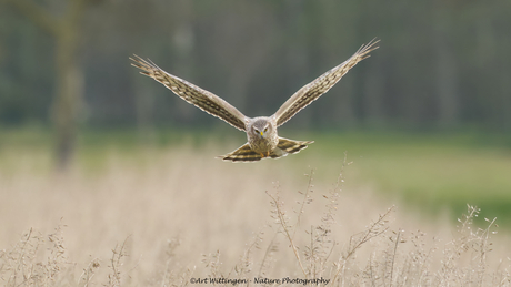 Blauwe Kiekendief (vrouw)