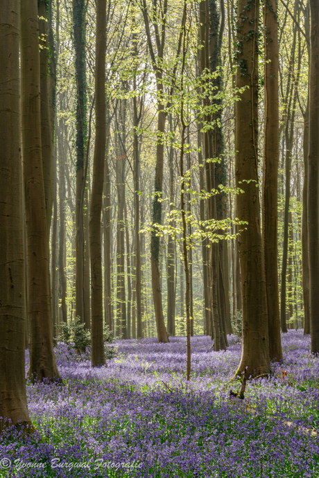 Het frisse groen tussen het paarse tapijt