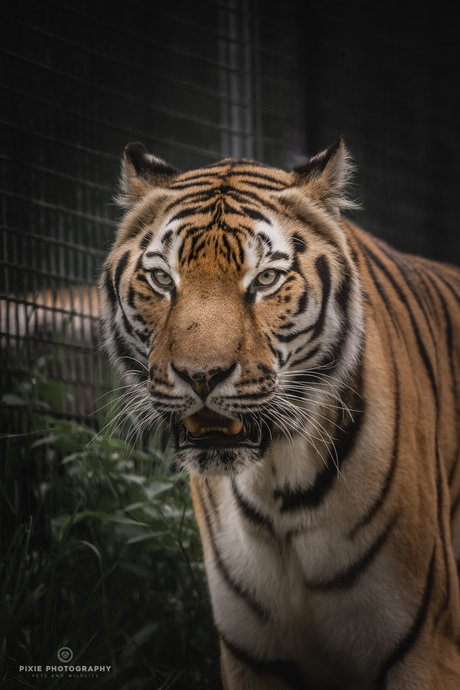 Tijger in Landgoed Hoenderdaell