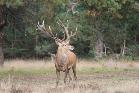 Veluwe 2022 .