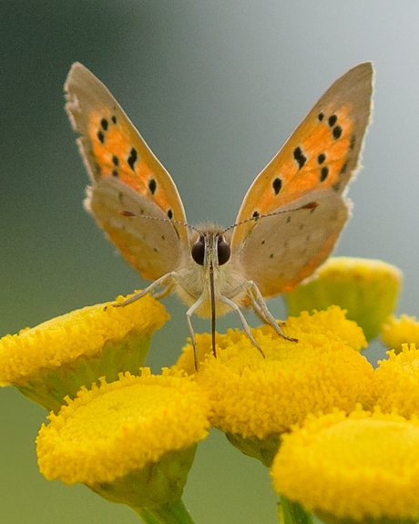 Kleine vuurvlinder 