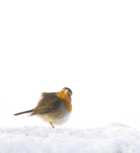 Warm stipje in een witte wereld 