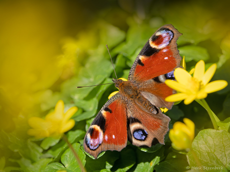 Dagpauwoog op de gele bloemen