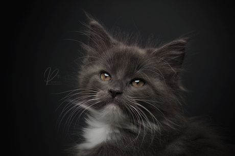 Majestic Maincoon Baby