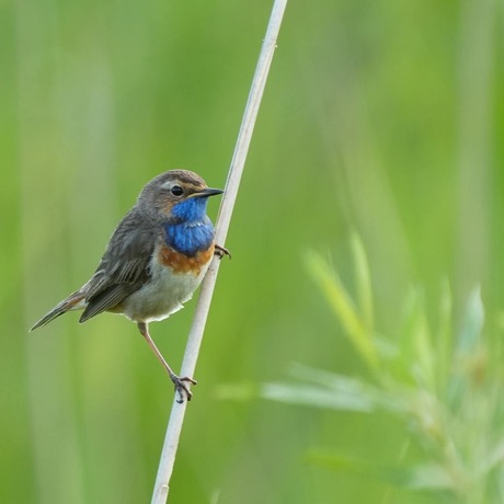 Blauwborst man - Luscinia svecica