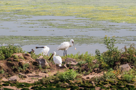 Vernieuwde local patch II