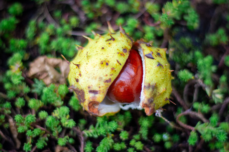 de herfst "bast"open